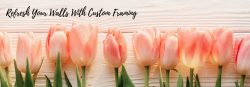 pink tulips against white wall